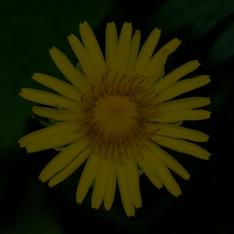 Common Dandelion