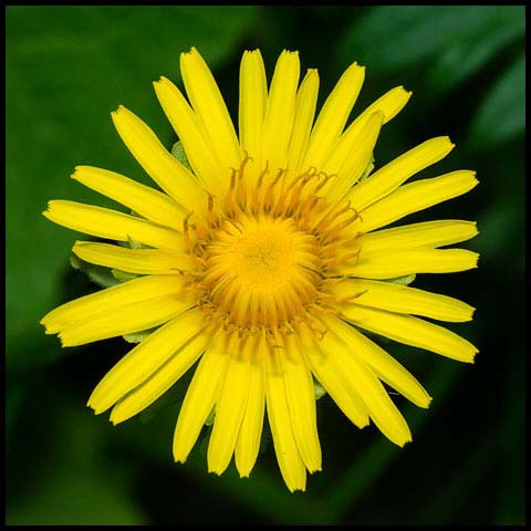 Common Dandelion 