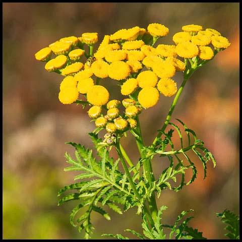 Common Tansy
