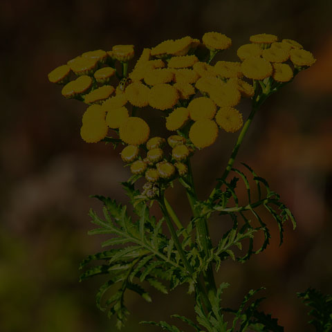 Common Tansy