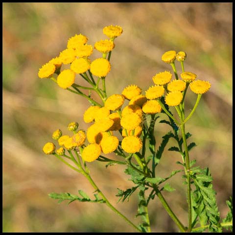Common Tansy