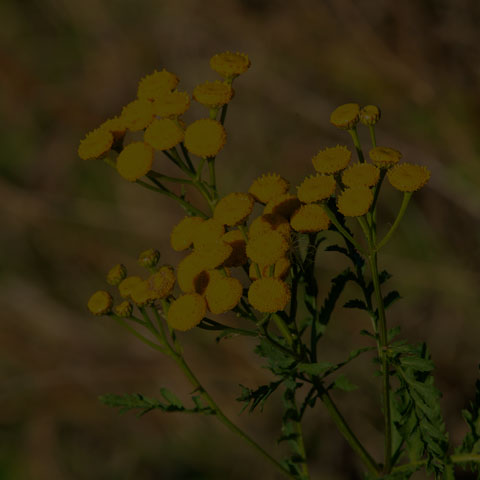 Common Tansy