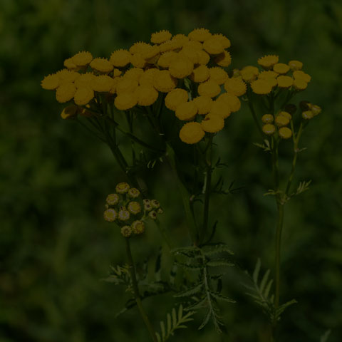 Common Tansy