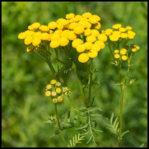 Common Tansy