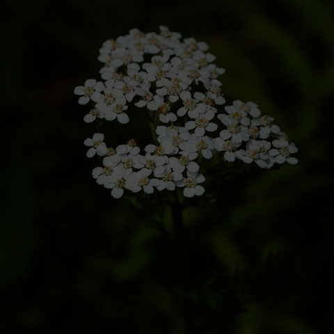 Common Yarrow