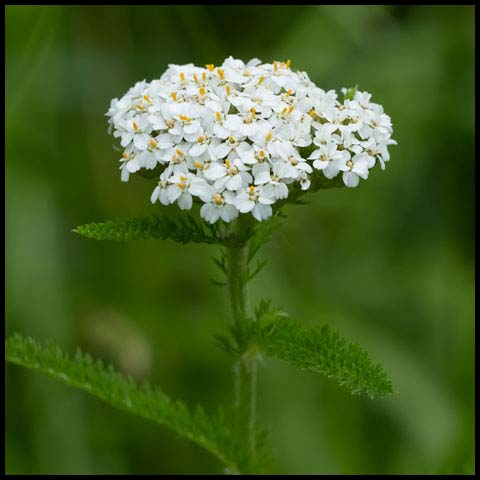 Common Yarrow