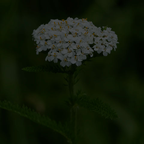 Common Yarrow