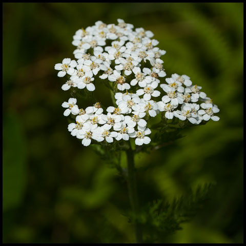Common Yarrow