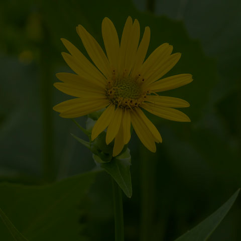 Cup Plant