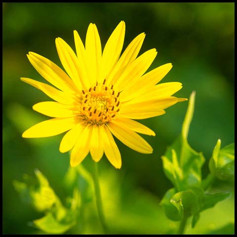 Cup Plant