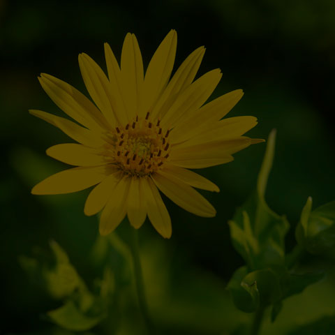 Cup Plant