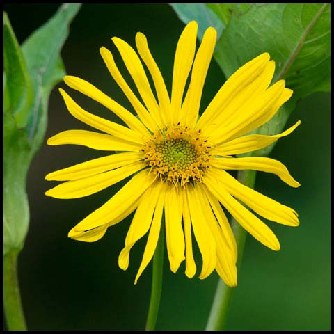 Cup Plant