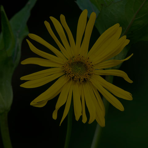 Cup Plant