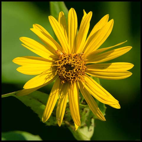 Cup Plant