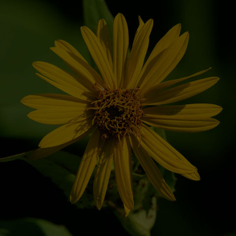 Cup Plant
