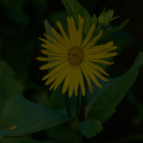 Cup Plant