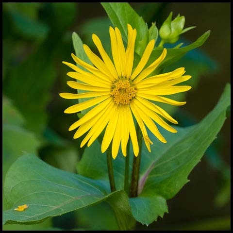 Cup Plant