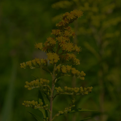 Early Goldenrod