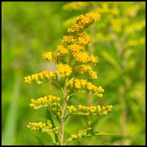 Early Goldenrod