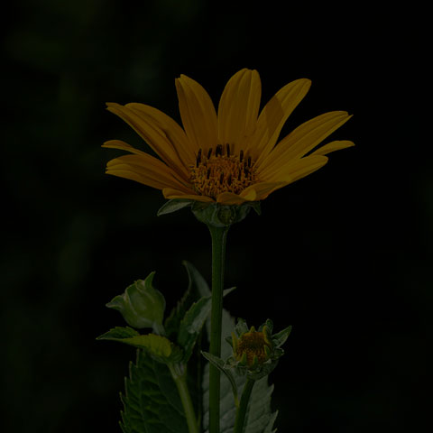 False Sunflower