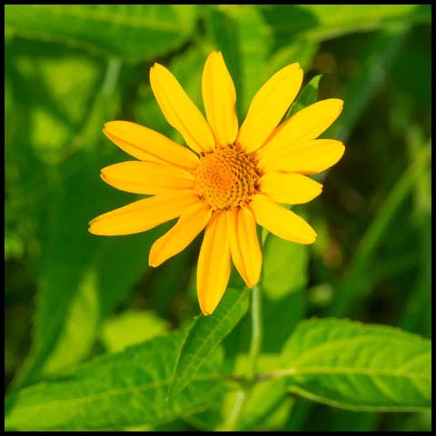 False Sunflower