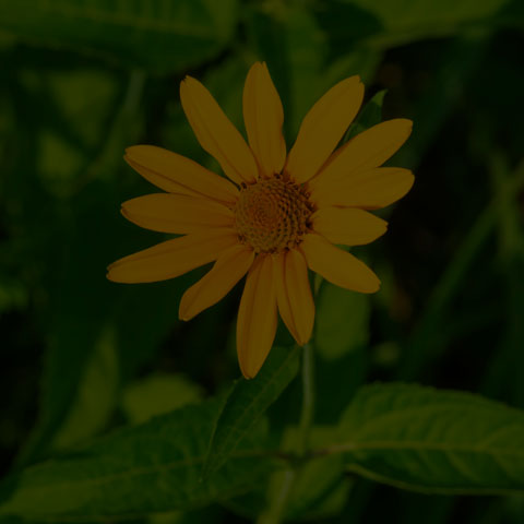 False Sunflower
