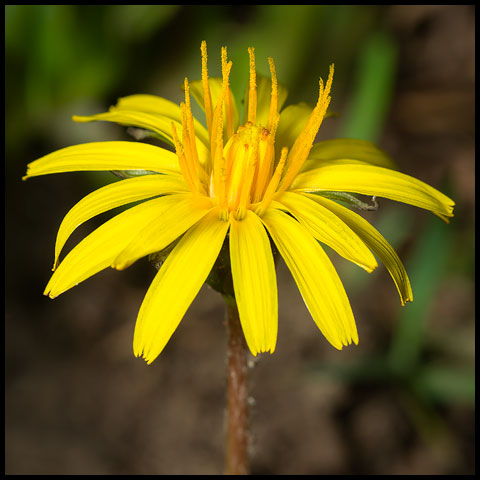 Fen Dandelion