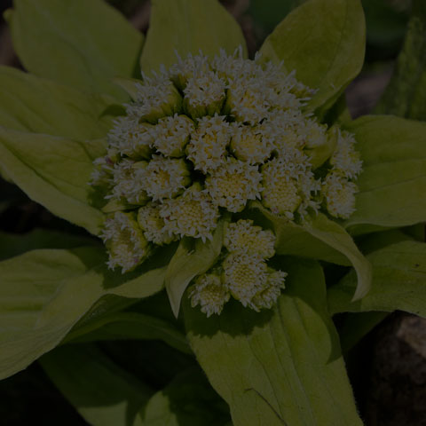 Giant Butterbur