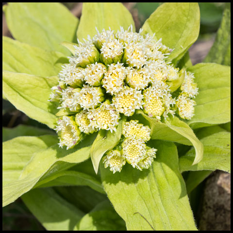 Giant Butterbur