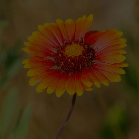 Indian Blanket
