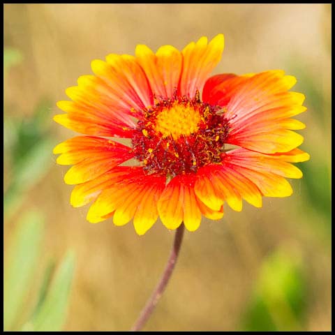 Indian Blanket