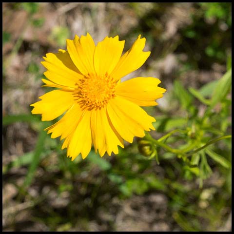 Lance-leaved Coreopsis