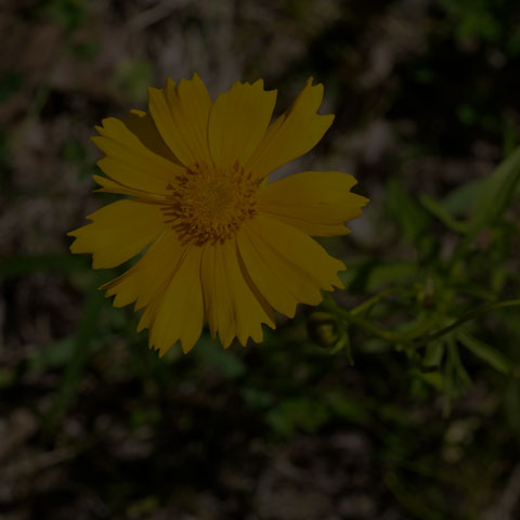 Lance-leaved Coreopsis