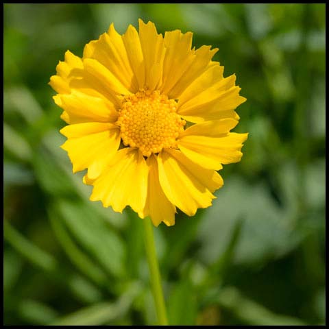 Lance-leaved Coreopsis