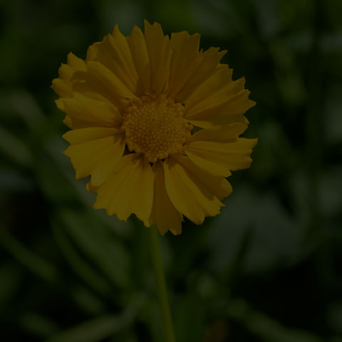 Lance-leaved Coreopsis
