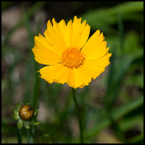 Lance-leaved Coreopsis