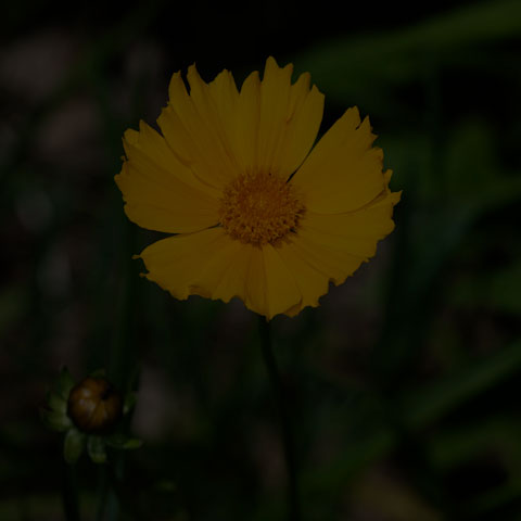 Lance-leaved Coreopsis