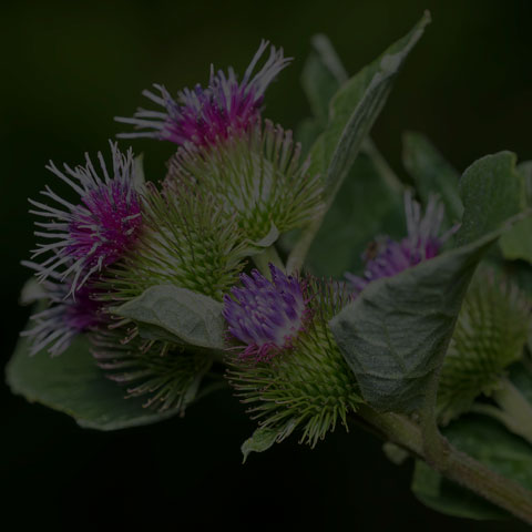 Lesser Burdock