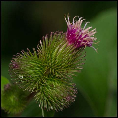 Lesser Burdock