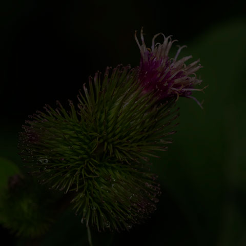 Lesser Burdock