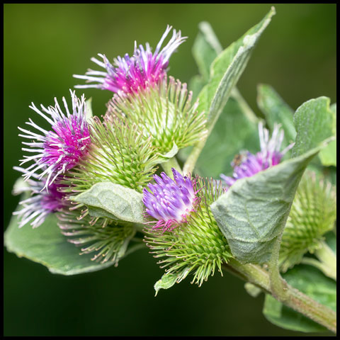 Lesser Burdock