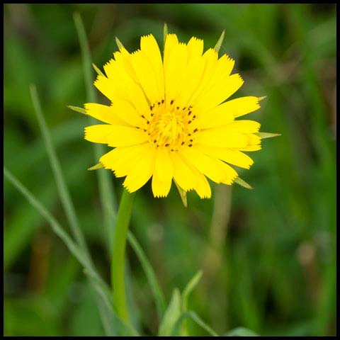 Meadow Salsify