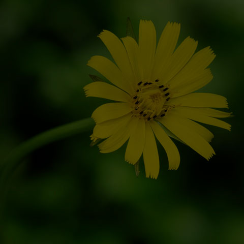 Meadow Salsify