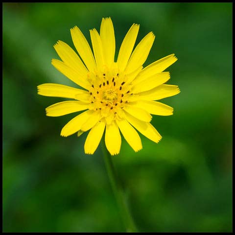 Meadow Salsify