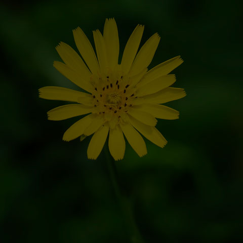 Meadow Salsify