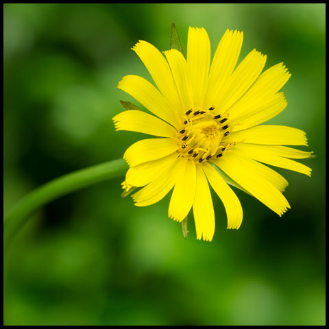 Meadow Salsify