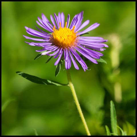 New England Aster
