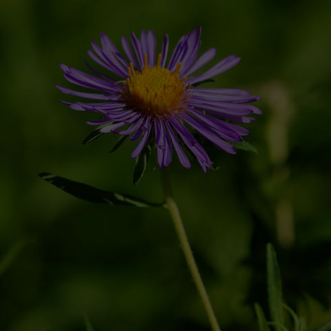 New England Aster
