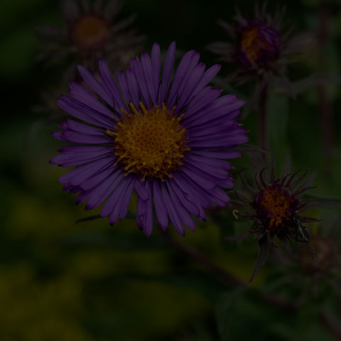 New England Aster