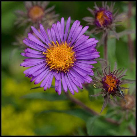New England Aster